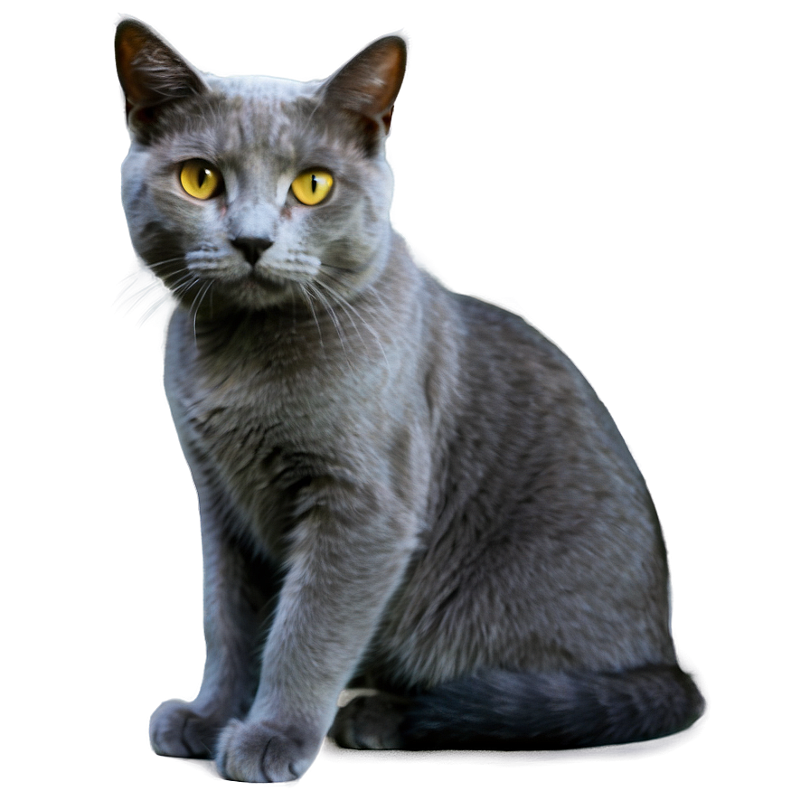 Grey Cat Png 06232024