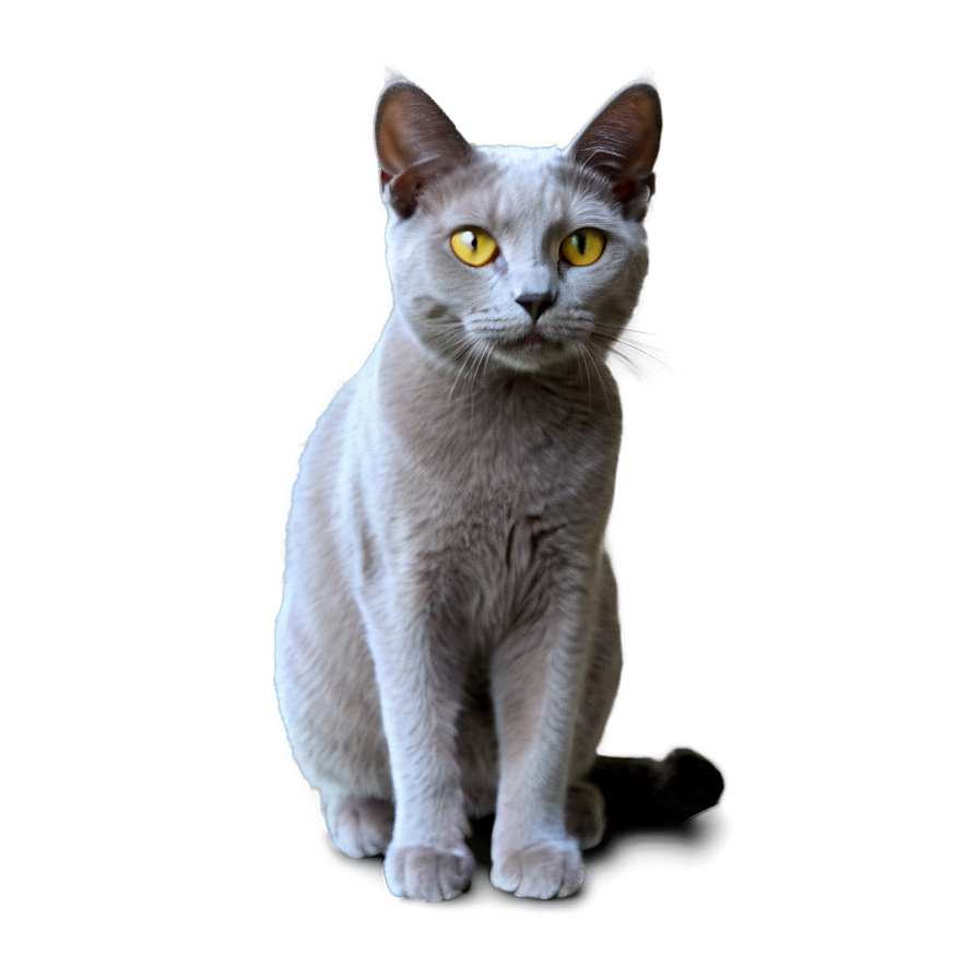 Grey Cat Png 06232024