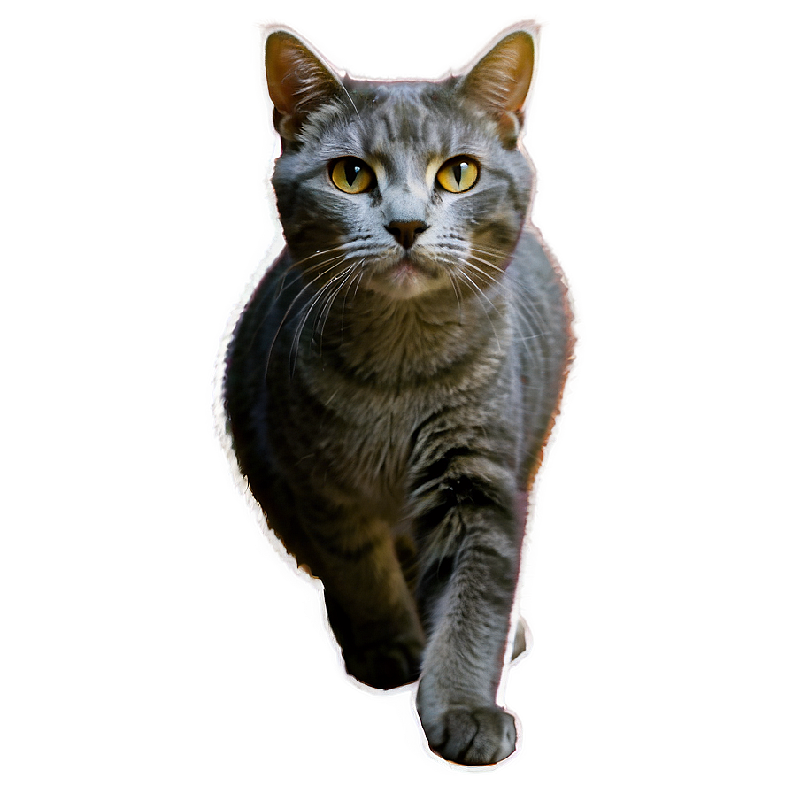 Grey Cat Png Eed