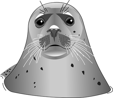 Grey Seal Vector Illustration PNG with transparent background