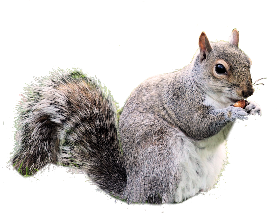 Grey Squirrel Eating Nut PNG with transparent background