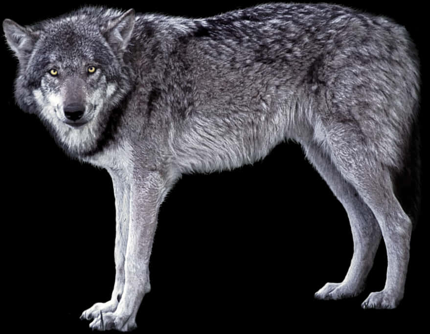 Grey Wolf Standing Black Background.jpg