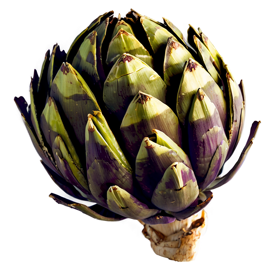 Grilled Artichoke Png Lsr50