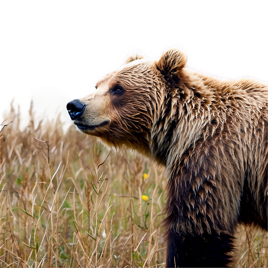 Grizzly Bear Image Png 05032024