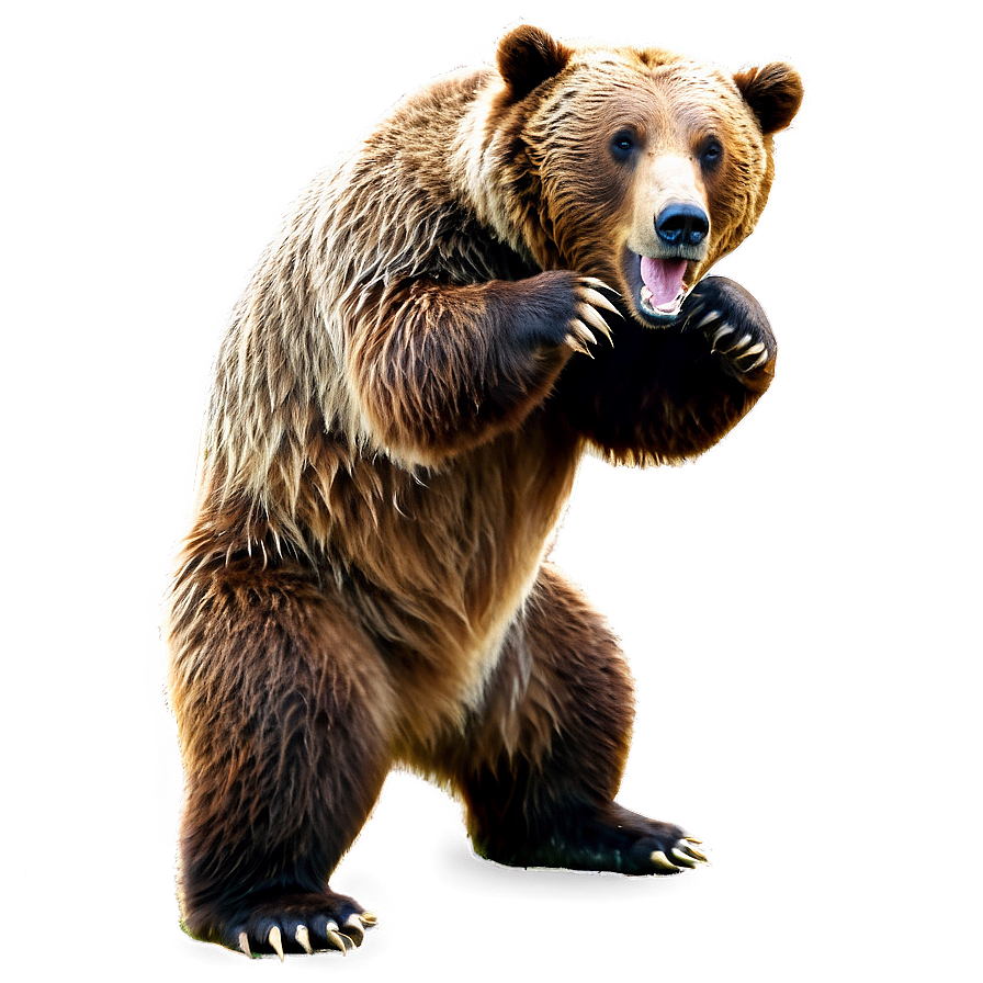 Grizzly Bear Image Png 17