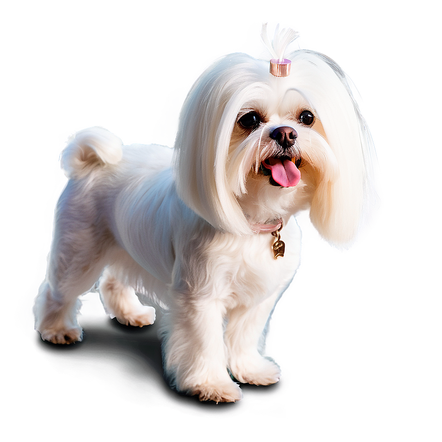 Groomed Maltese Standing Png 06282024