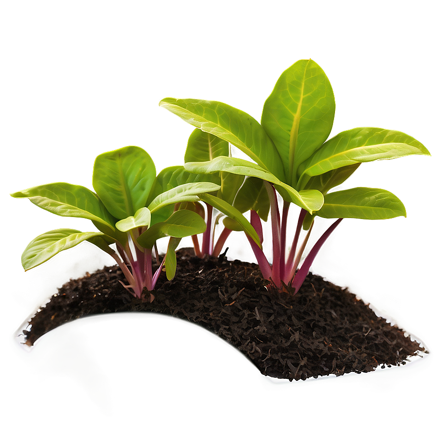 Ground Cover Plant Png Tjd