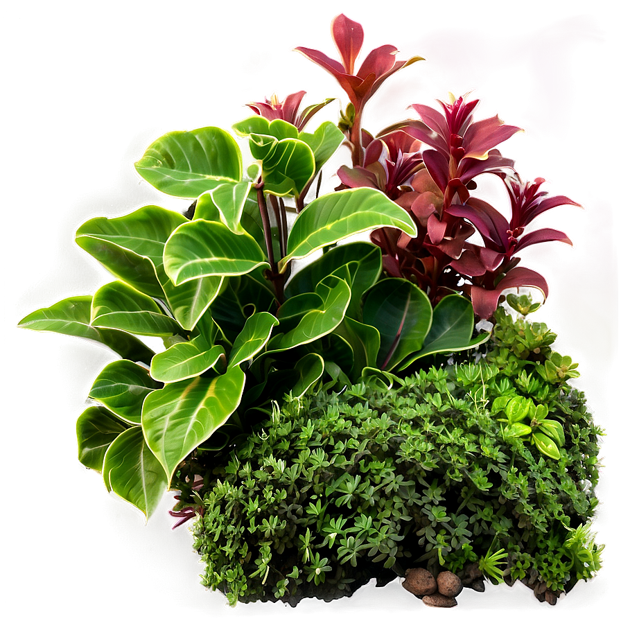 Ground Cover Plants Png Epv1