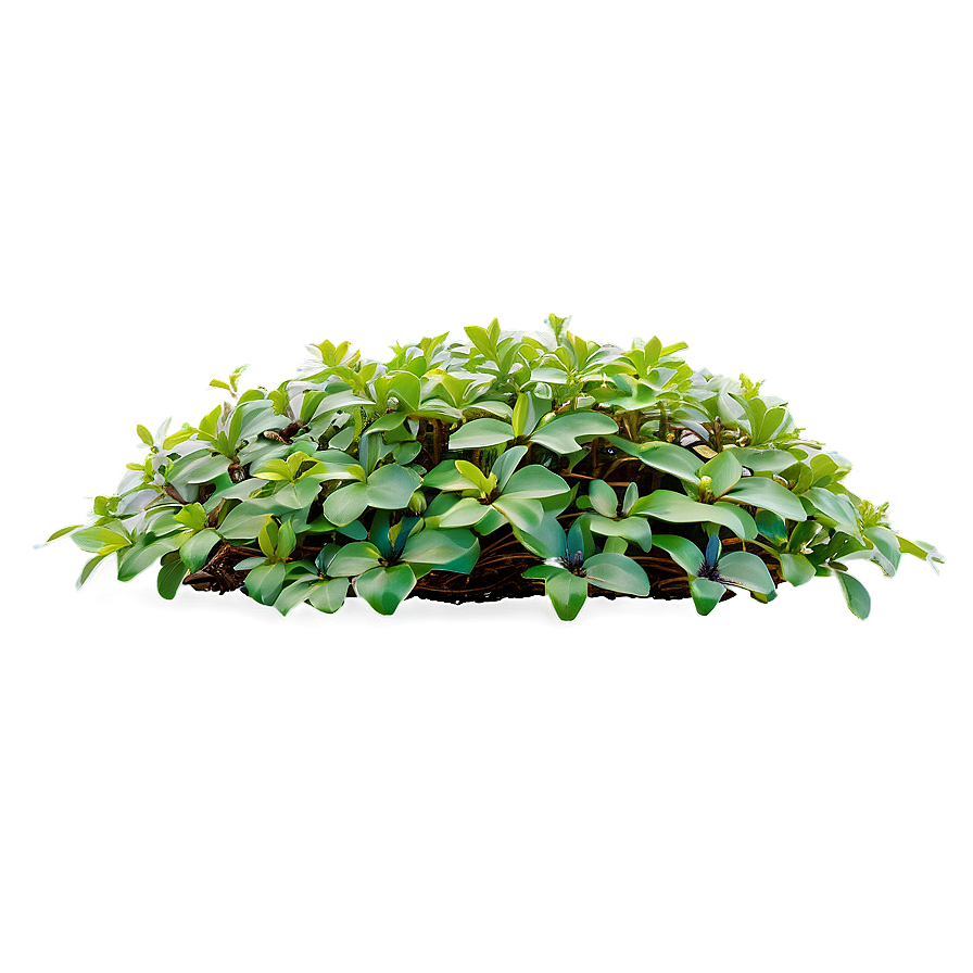 Ground Cover Plants Png Tmc36