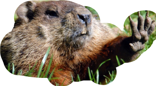 Groundhog Wavingin Grass.png