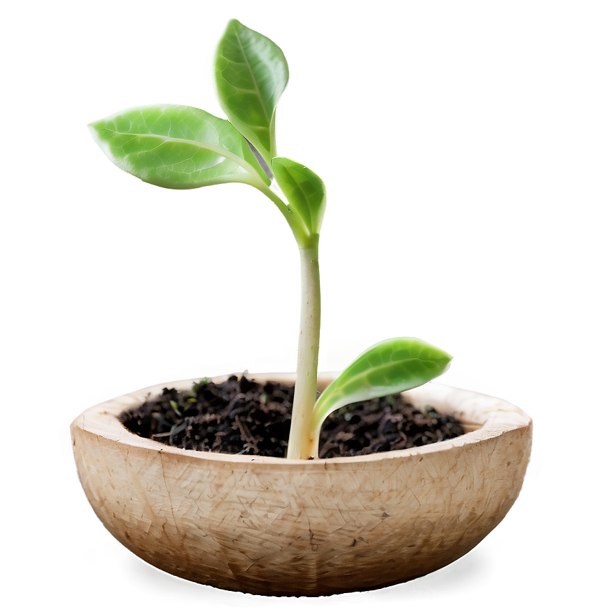 Growing Sprout Png Aeq