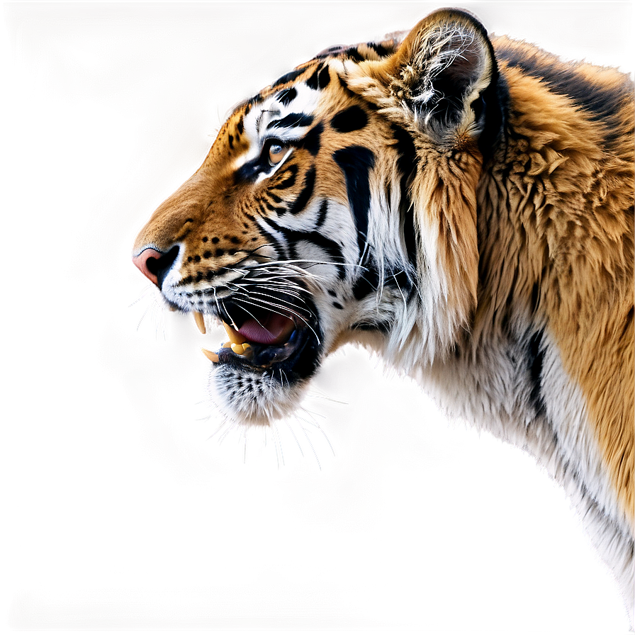 Growling Tiger Portrait Png Jub