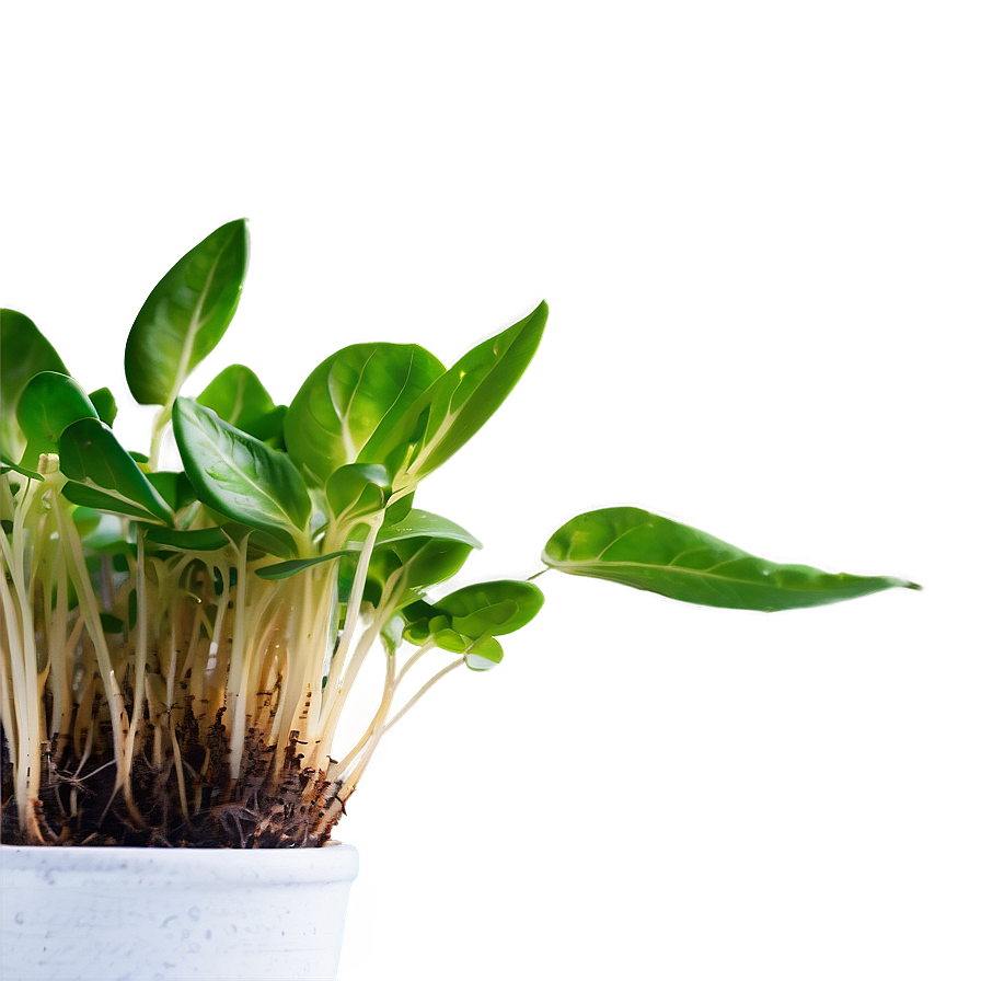 Growth Sprout Png 53