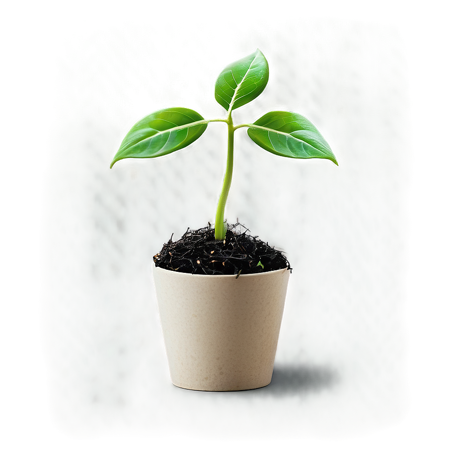 Growth Sprout Png Jfx6