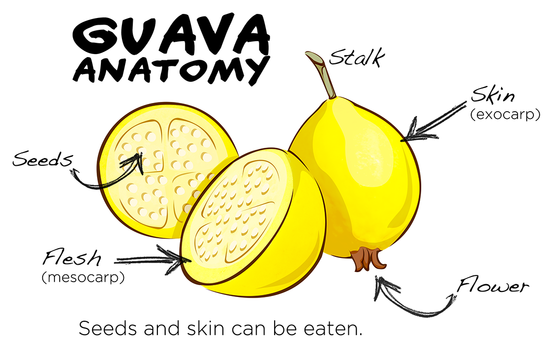 Guava Anatomy Illustration