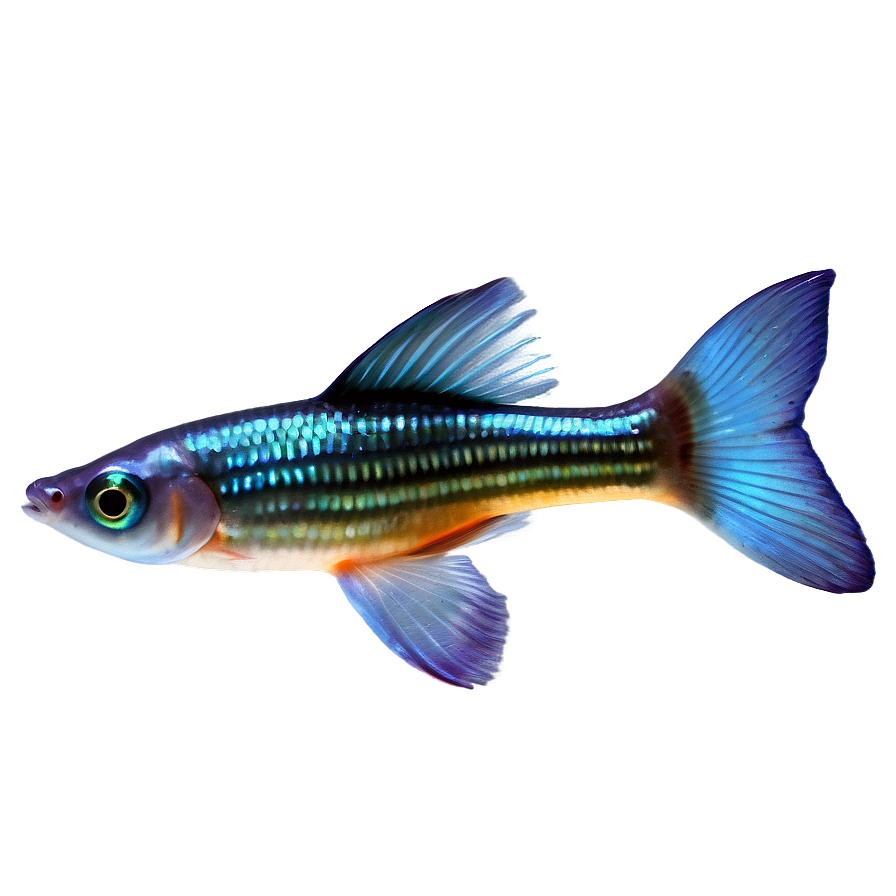 Guppy Fish Png Eis66