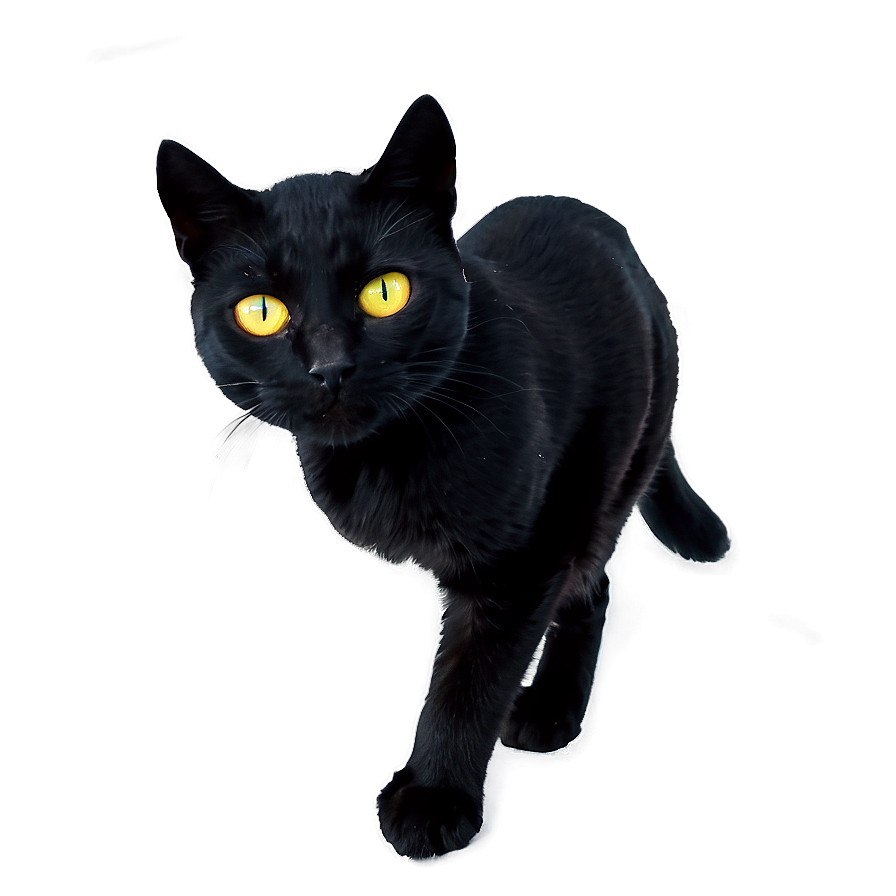 Halloween Black Cat PNG 04292024 PNG with transparent background