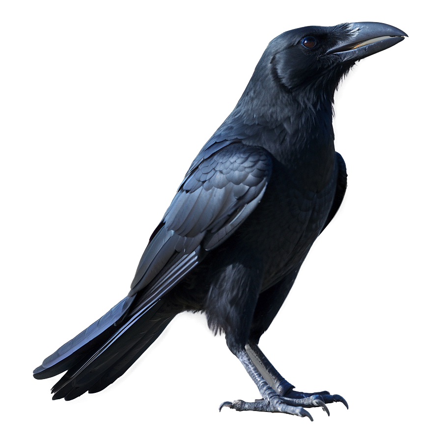 Halloween Crow Png 05232024