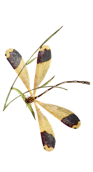 Halloween Pennant Dragonfly Illustration PNG with transparent background