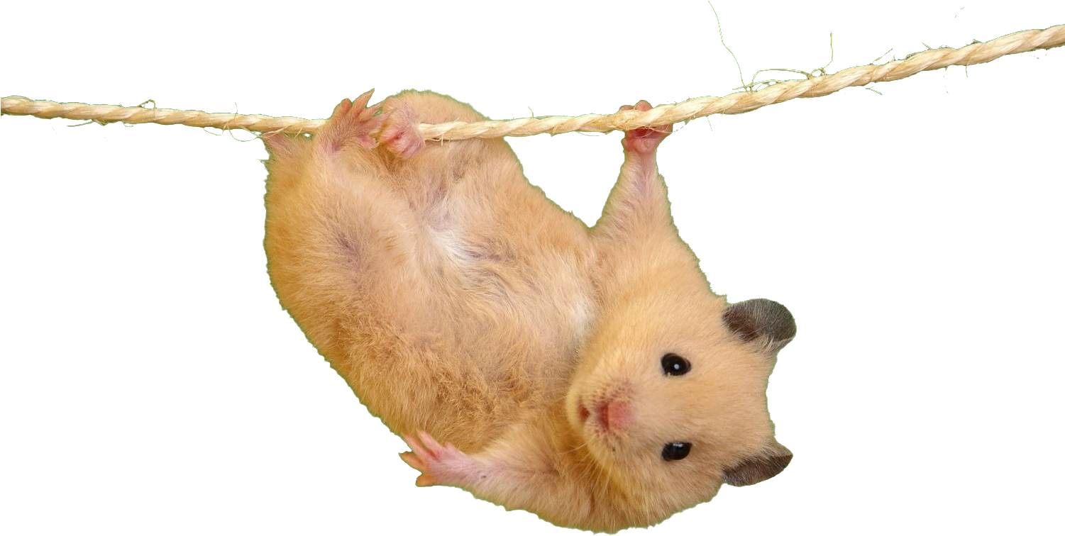 Transparent Background Hamster Transparent, HD Png Download PNG with transparent background
