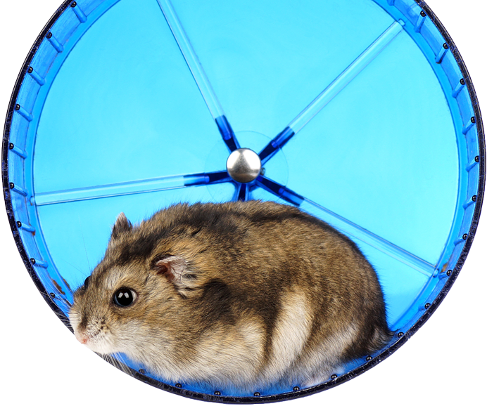 Running Hamster - Hamster, HD Png Download PNG with transparent background