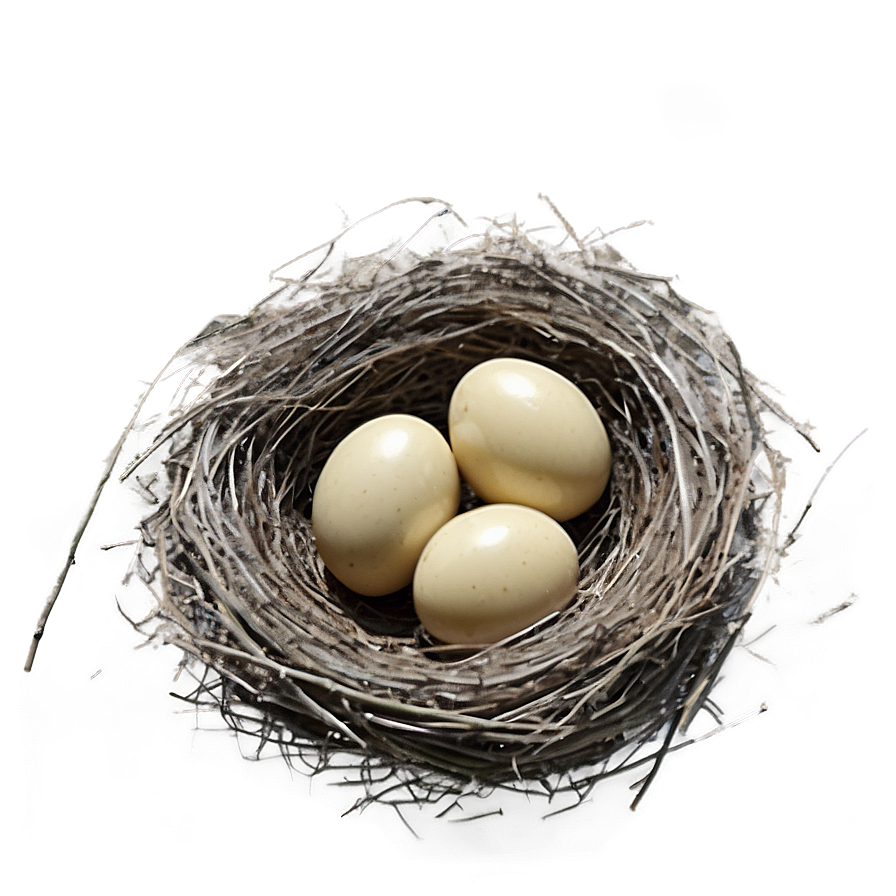 Hand Drawn Bird Nest PNG fgs3 PNG image with a transparent background, free high-resolution download