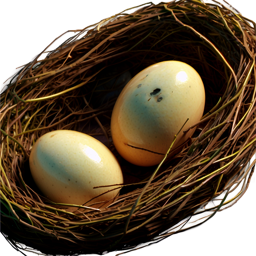 Hand Drawn Bird Nest PNG isd PNG image with a transparent background, free high-resolution download