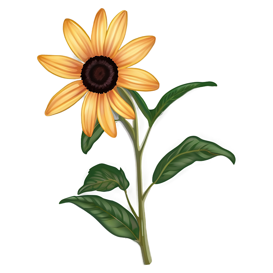 Hand Drawn Black Eyed Susan Png 21