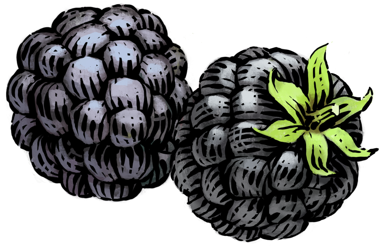 Blackberry Png Image With Transparent Background - Siggi's Blackberry Yogurt, Png Download PNG with transparent background