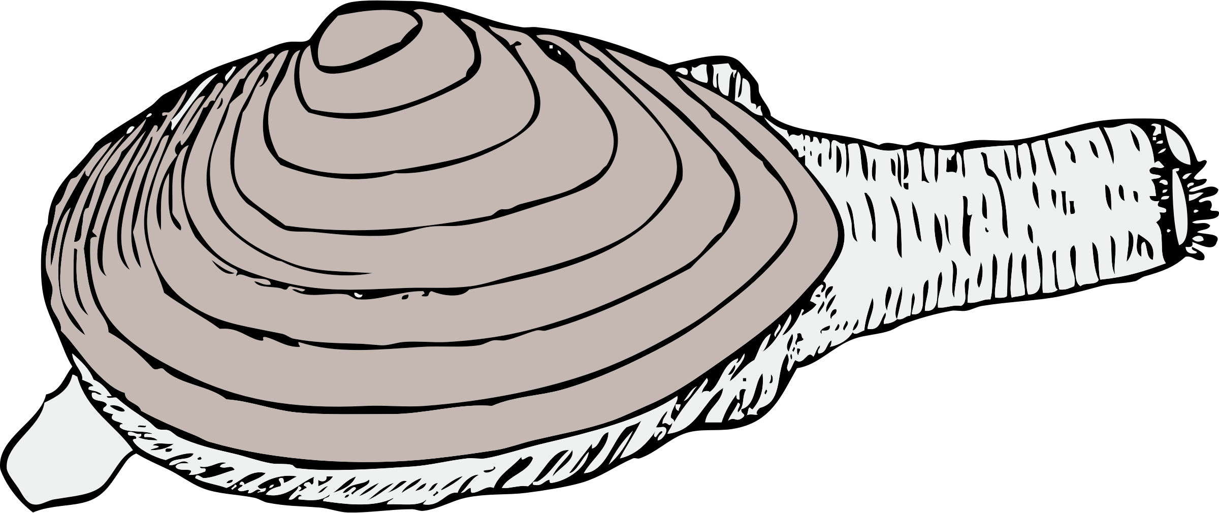 Line Art,head,organ - Razor Clam Clip Art, HD Png Download PNG with transparent background