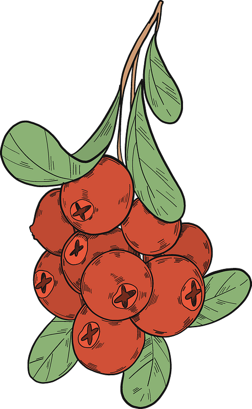 Hand Drawn Cranberries Illustration