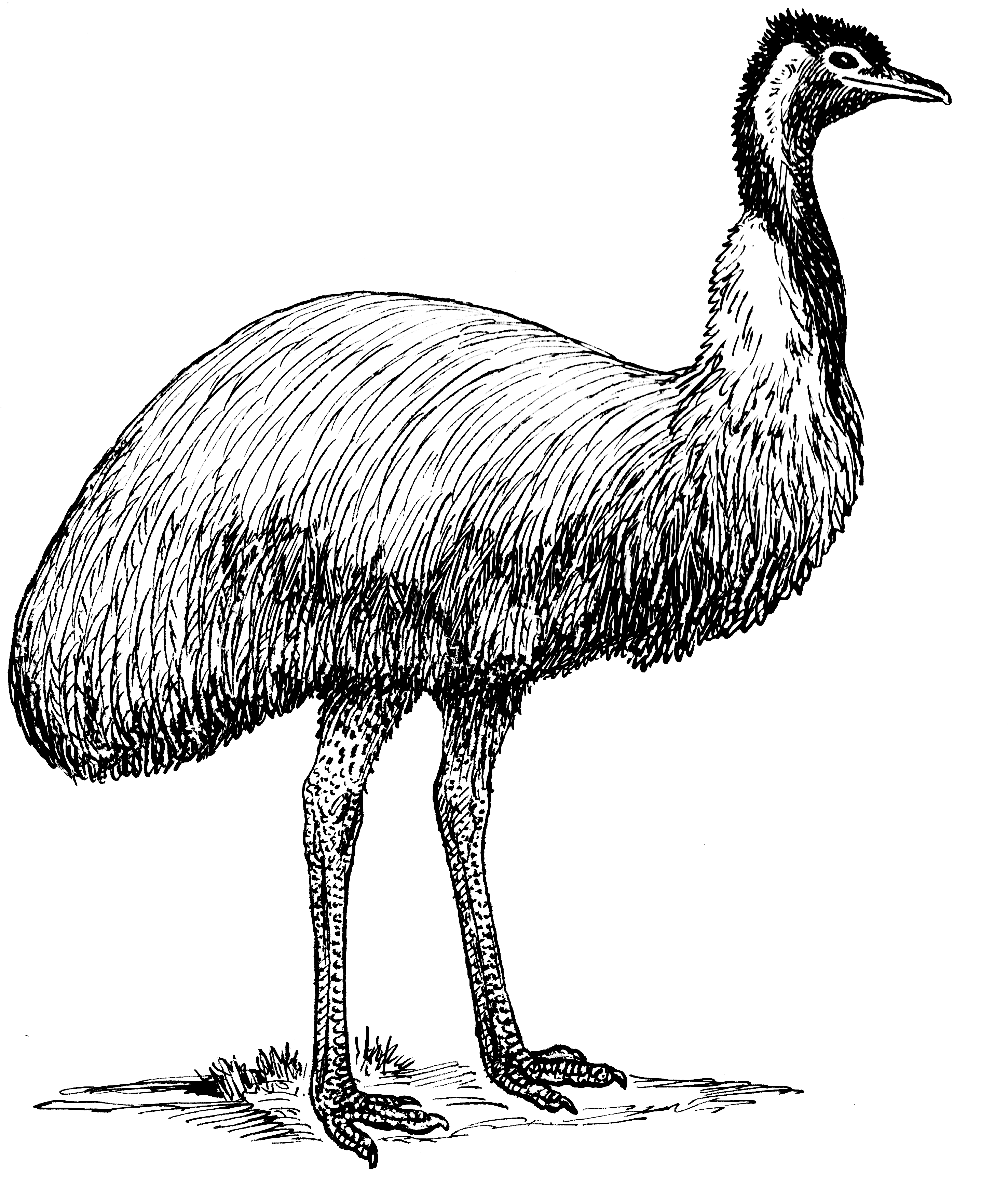 Hand Drawn Emu Illustration