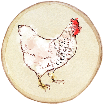 Hand Drawn Hen Illustration PNG with transparent background