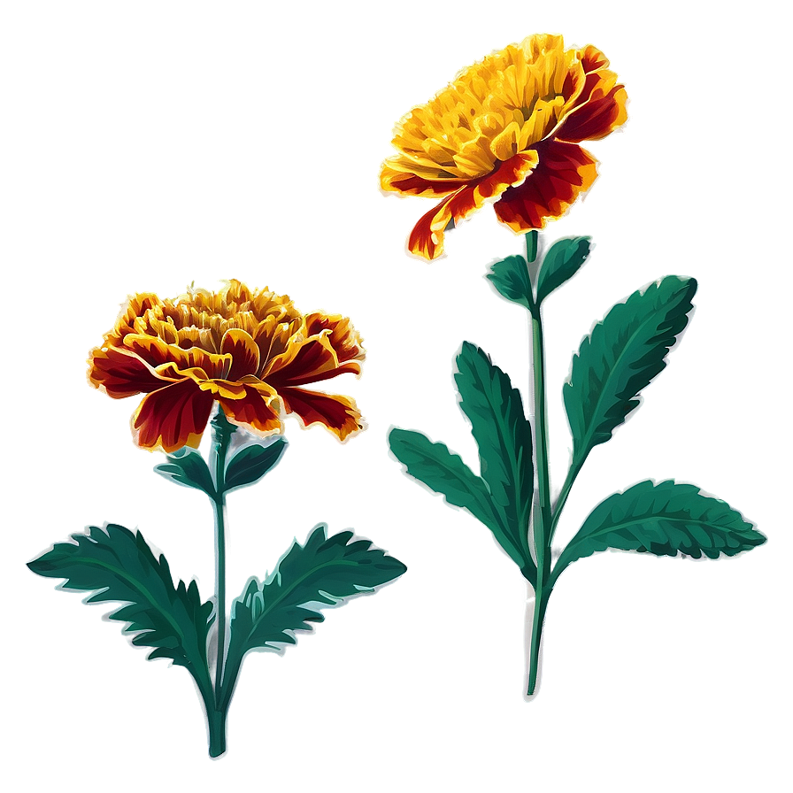 Hand Drawn Marigolds Png 06132024