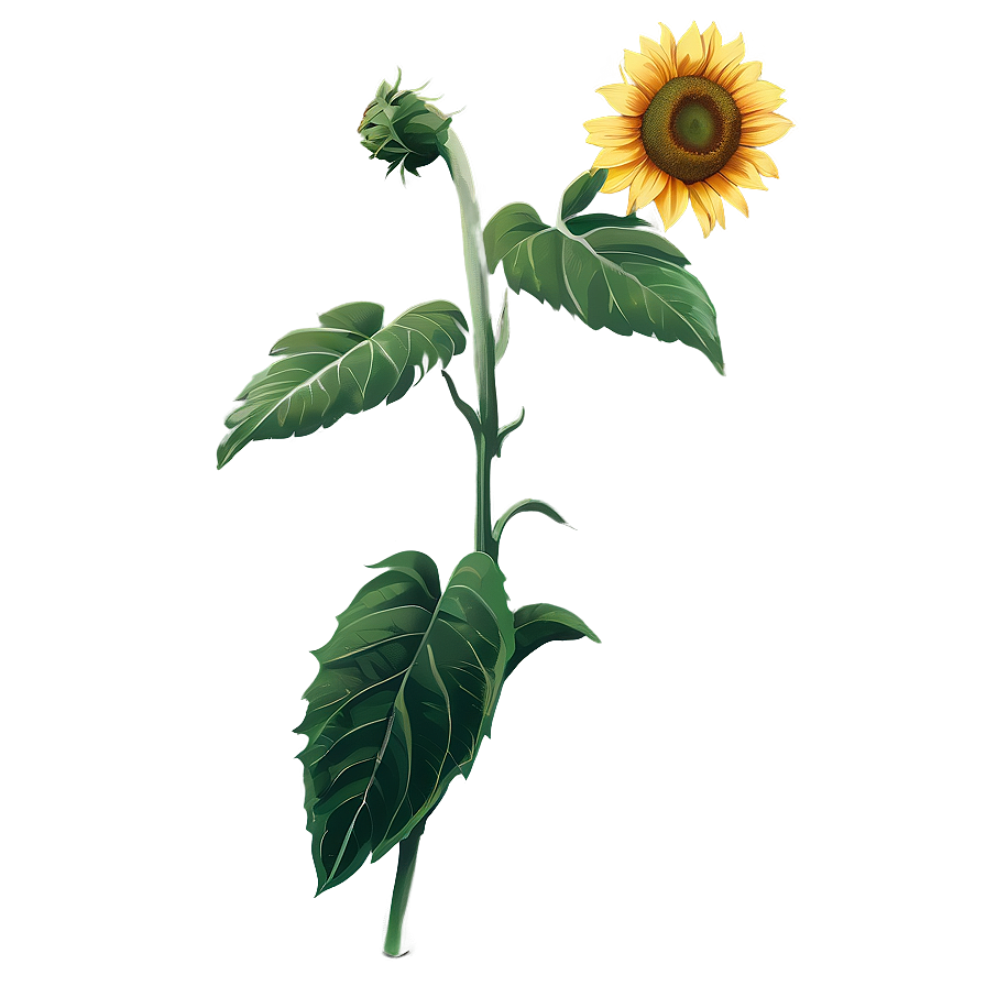 Hand Drawn Sunflower Png 05252024