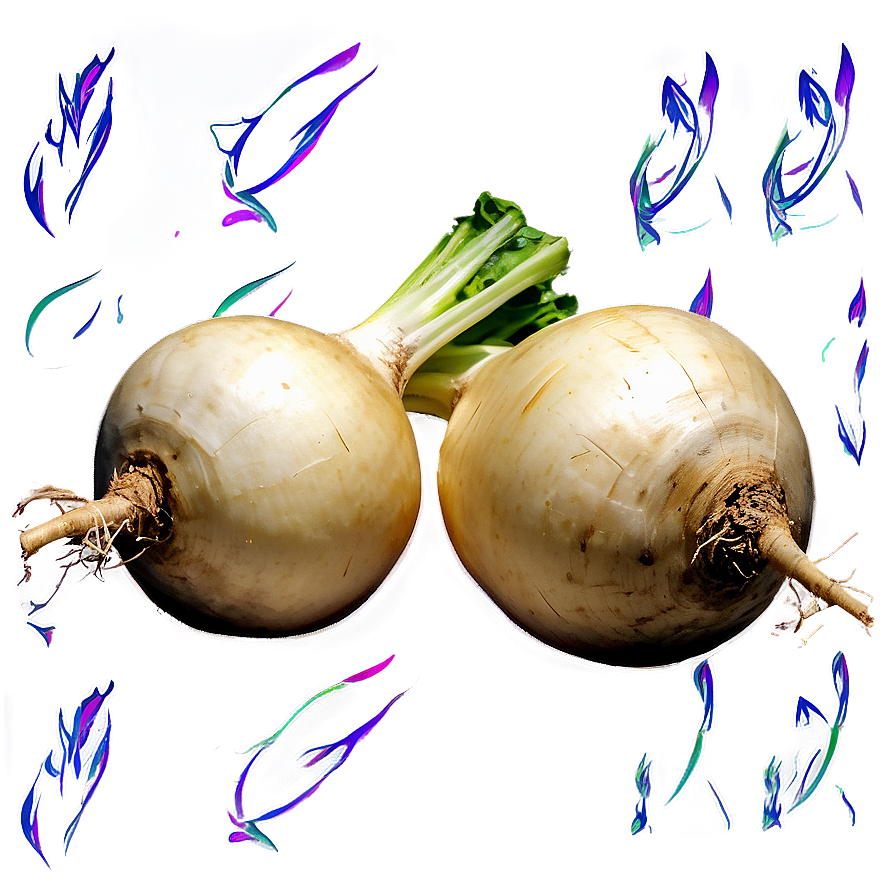 Hand Drawn Turnip Png 06252024