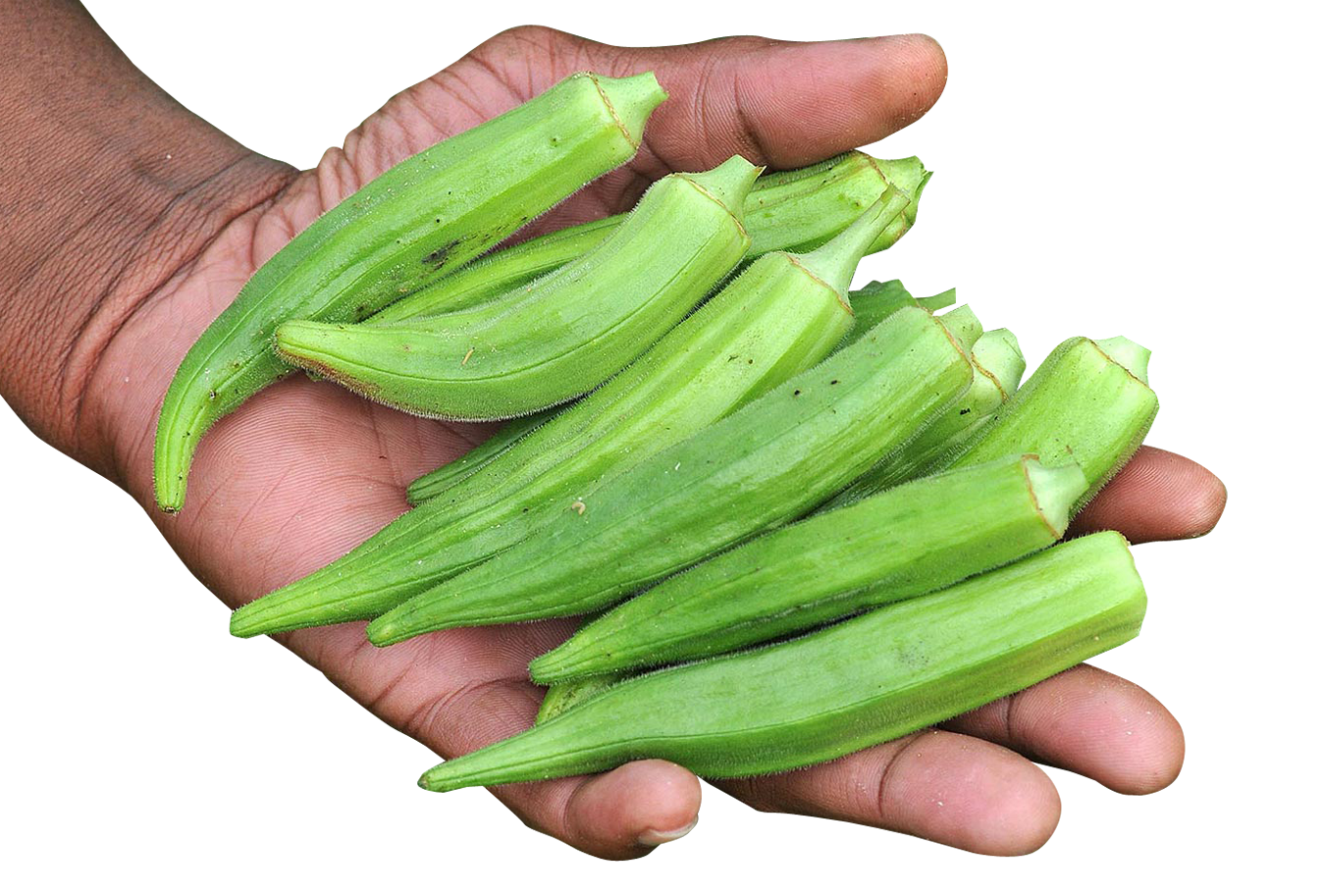 Hand Holding Fresh Okra