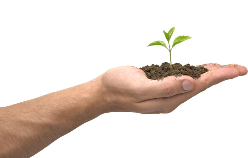 Plant In Hand Transparent, HD Png Download PNG with transparent background