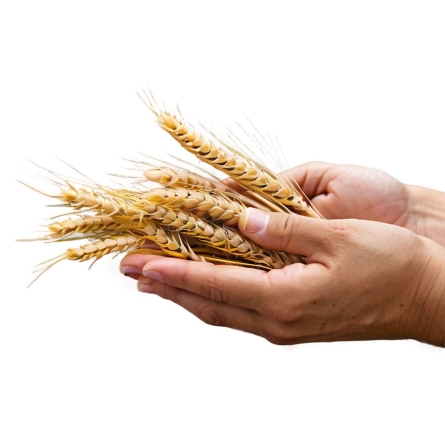 Hand Holding Wheat Png Mgw75