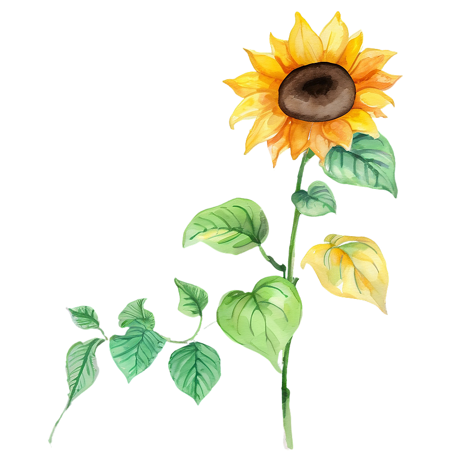 Hand-painted Sunflower Watercolor Png 41