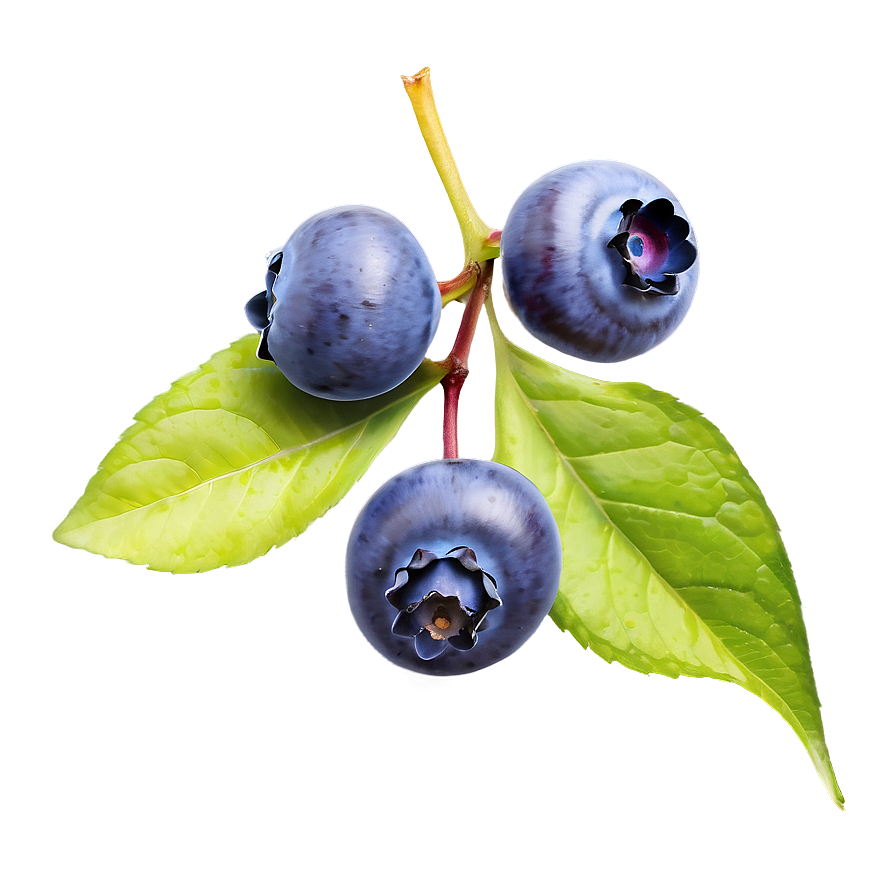 Hand-picked Blueberry Png 05212024