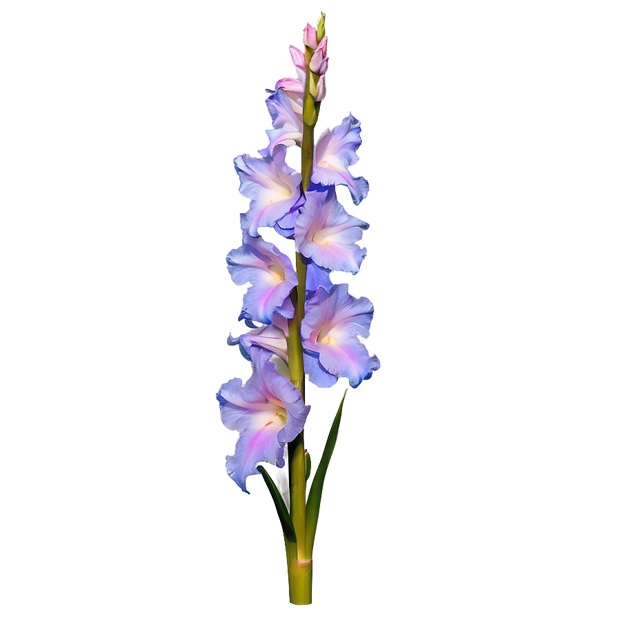 Hand-picked Gladiolus Png 06242024