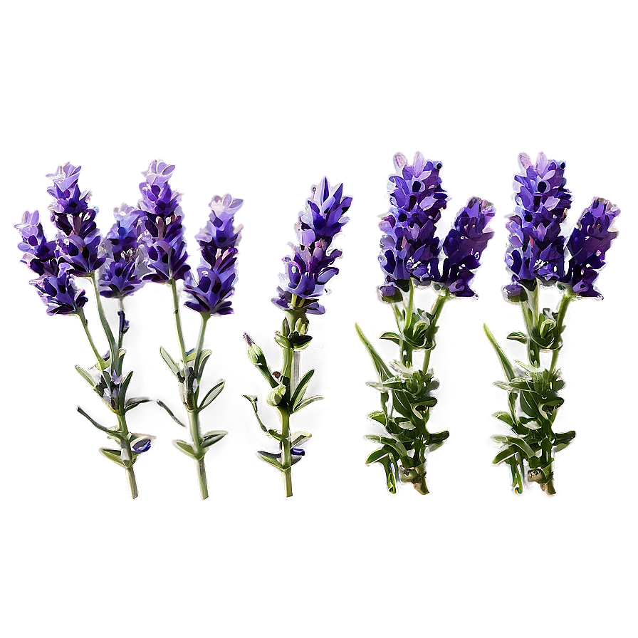 Hand-picked Lavender Png 50