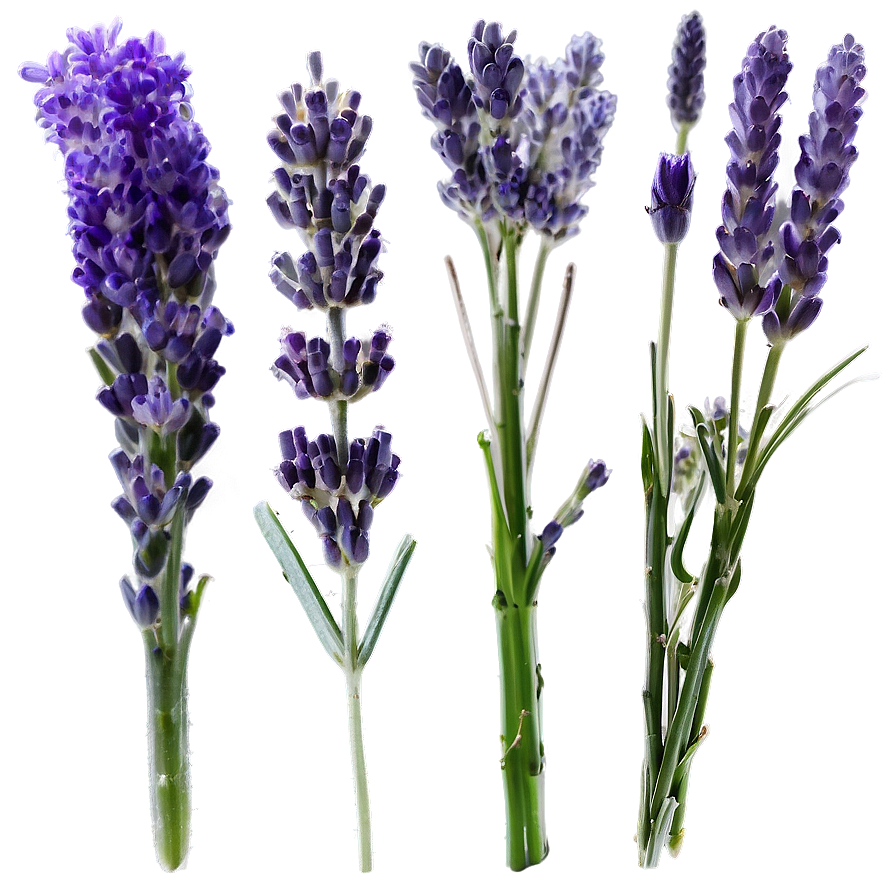 Hand-picked Lavender Png 54