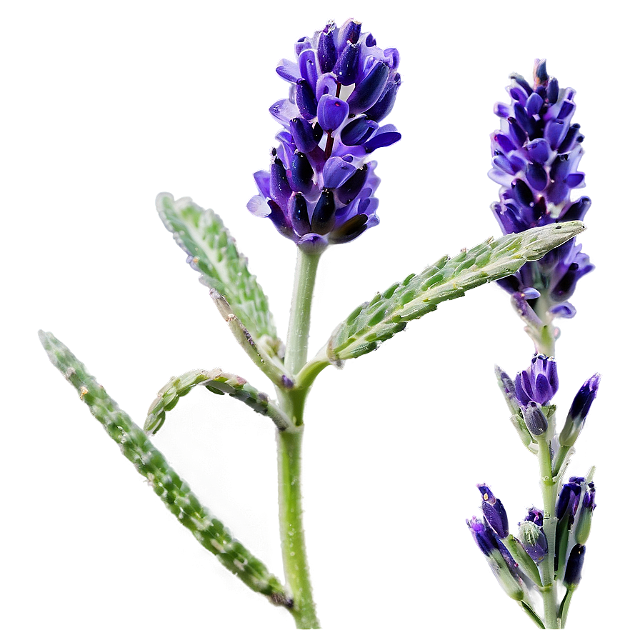 Hand-picked Lavender Png 75