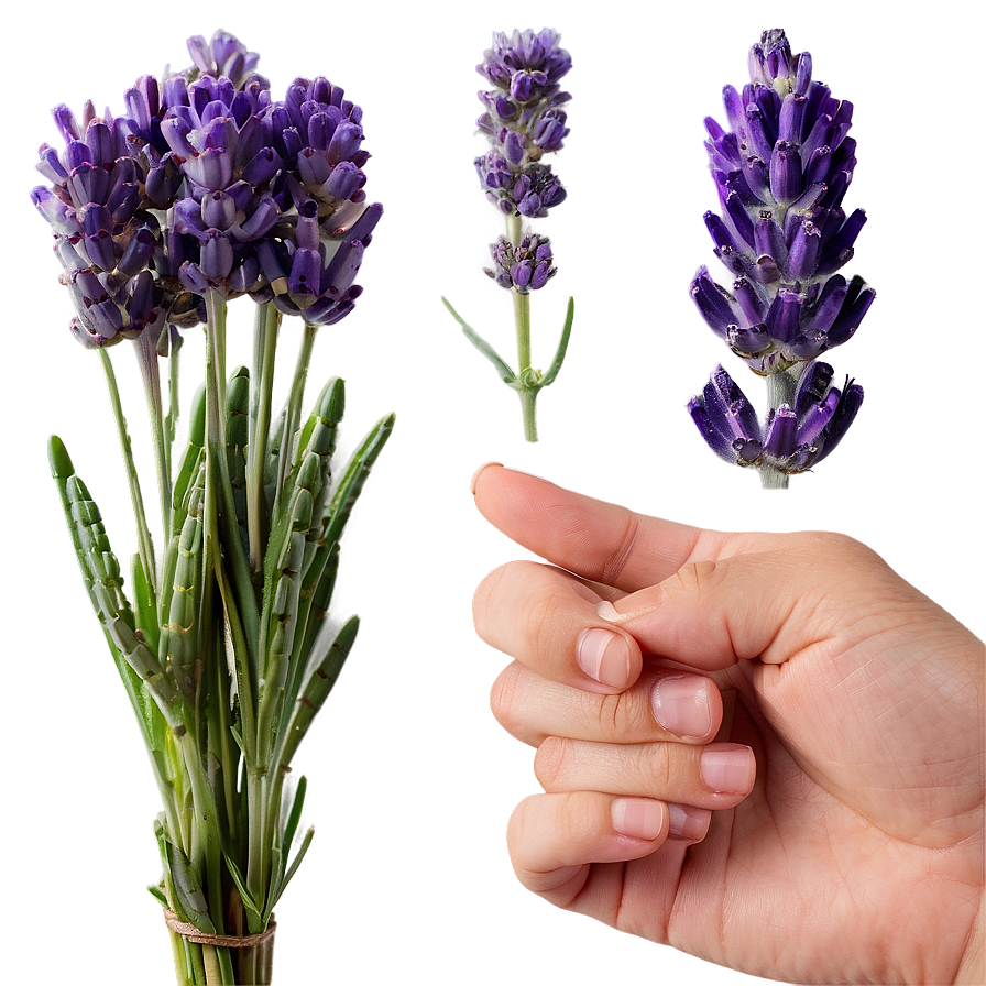 Hand-picked Lavender Png Dcb70