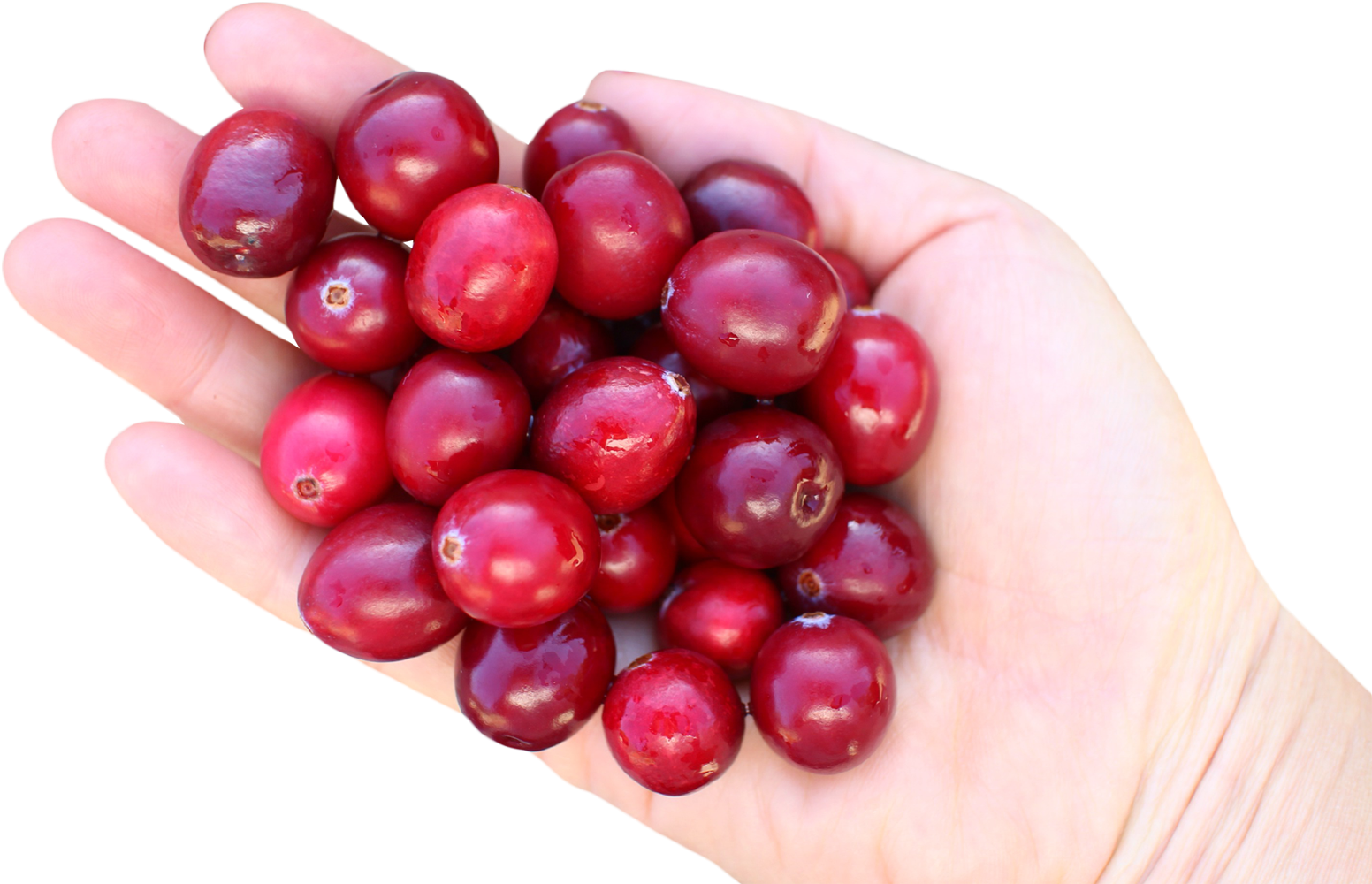 Cranberry In Hand Png Image, Transparent Png PNG with transparent background