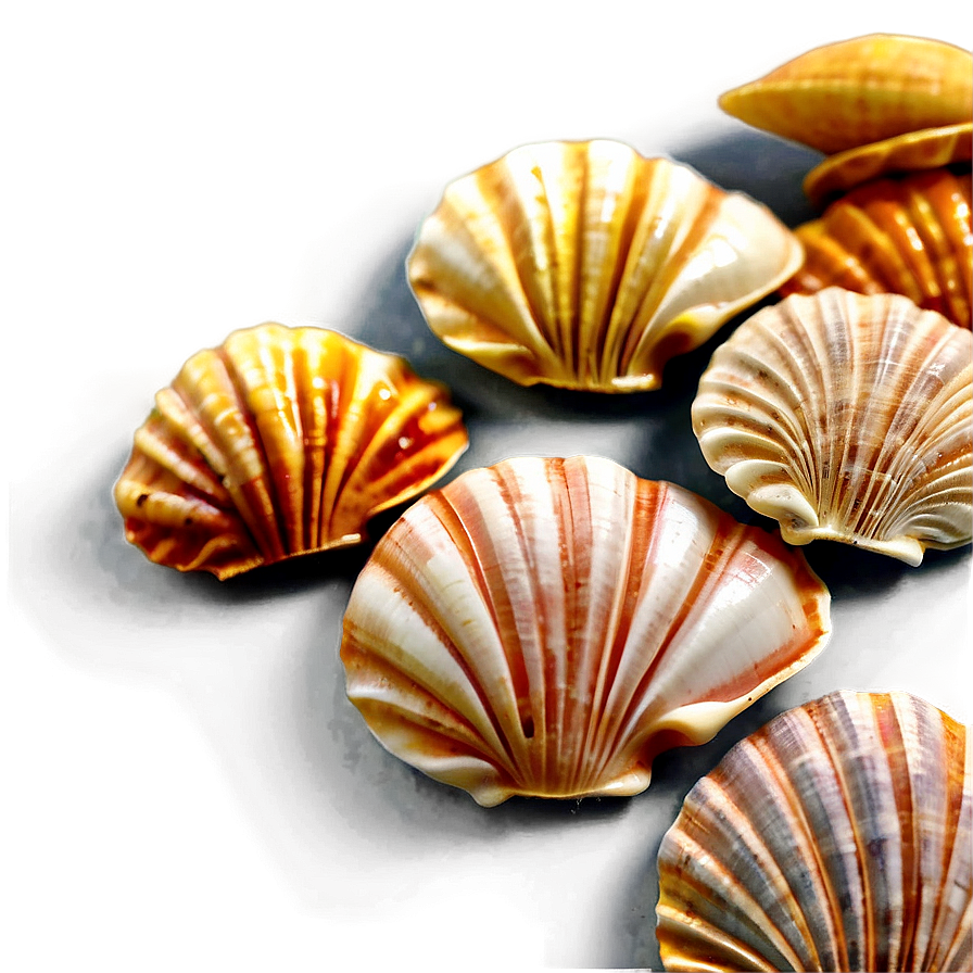 Handpicked Beach Shells Png 06212024