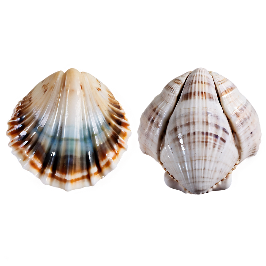 Handpicked Beach Shells Png Ekx