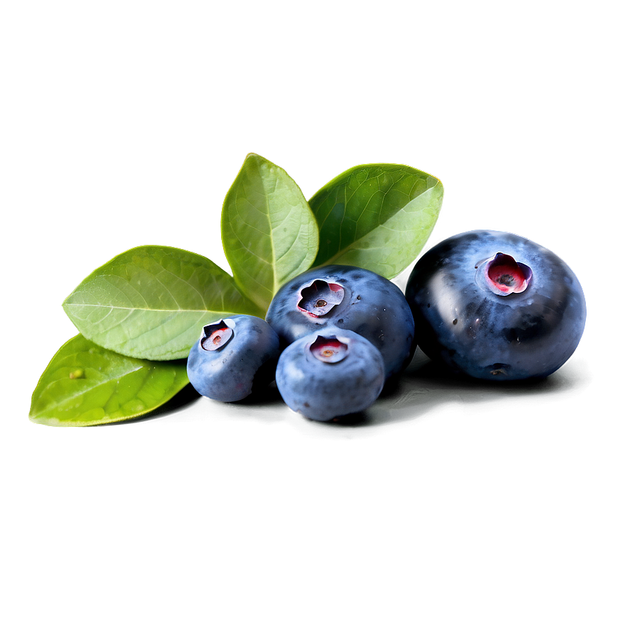 Handpicked Blueberries PNG 05242024 PNG with transparent background